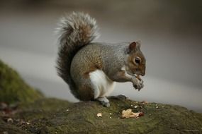 grey squirrel eating nuts