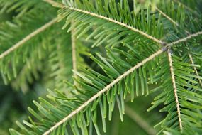 branches needles