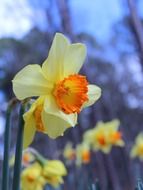daffodils yellow blooms blossoms