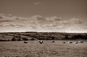 sheep north nature yorkshire