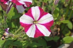 flower stripes pink white striped