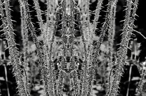 thorns thorn macro rose flower