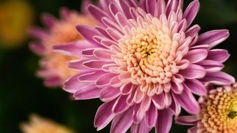 chrysanthemum flower bloom blossom