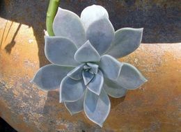 plant succulent leaves bloom cacti