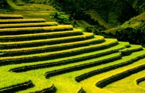 terraced fields pattern agriculture