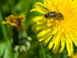 bee dandelion season flower insect