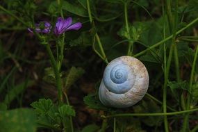 snails wrap fortress green flower