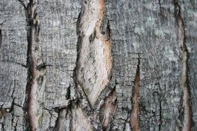 bark tree trunk rough nature