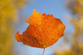 one orange aspen leaf