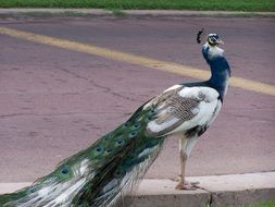 peacock blue bird feather animal