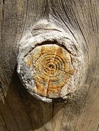 knot wood lichen ocher texture