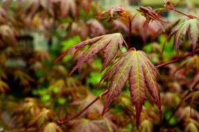 leaves leaf red season macro