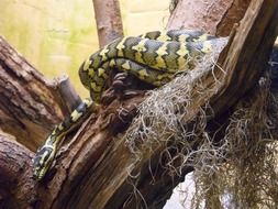snake terrarium reptile pattern