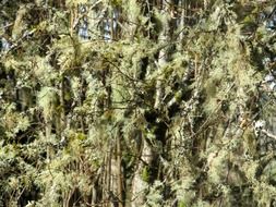 background light green tree mossy