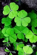 background clover patrick day