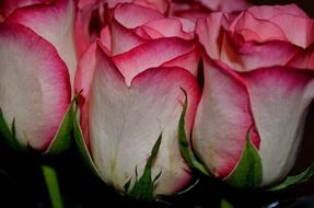 beautiful delicate roses