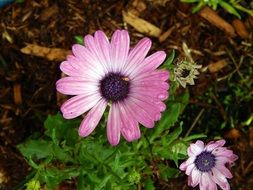 flower purple nature floral spring