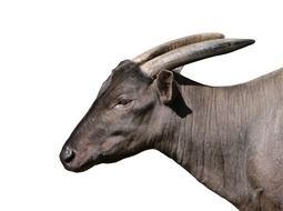 lowland anoa midget buffalo bubalus
