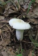 mushrooms white fungus fungi small