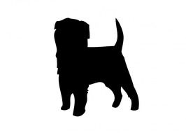 dog affenpinscher animal pet