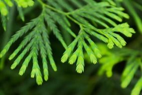 background blur branch detail