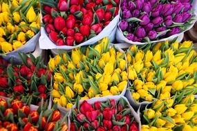 background bloom blossom bouquet