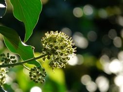 inflorescence blossom bloom