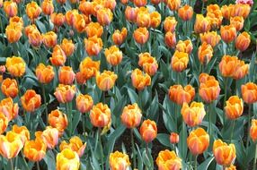 orange tulips in Keukenhof park, Netherlands