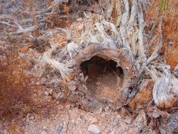 hollow burrow hole passage shelter