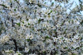 flowering trees background spring
