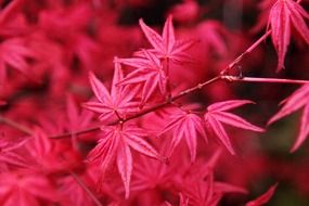 autumn background branch colorful