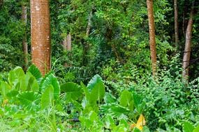 jungle vegetation tropical forest