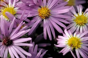 flowers aster blossoms blooms