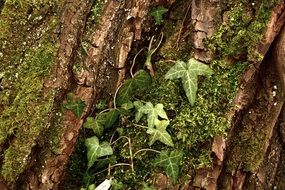 tree bark ivy fouling