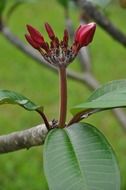 plumeria buds pink red flowers