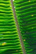 backdrop background flora geometric