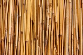 abstract asian background bamboo