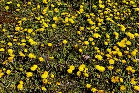 dandelion yellow flower flowers