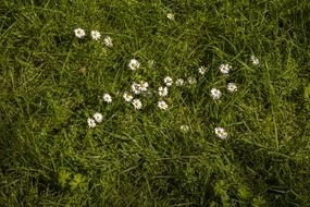 daisy meadow rush space plant