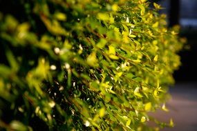 shrub with new leaves in the sun