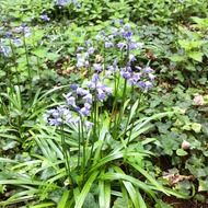 bluebells flowers blue small