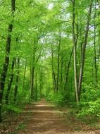 forest nature trees background may