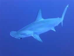 sharks blue underwater