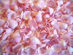 flower rose petals nature