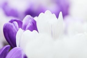 background crocus flower garden