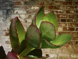 indoor plant green nature
