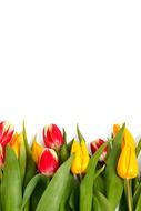 Red and yellow tulips on a white background