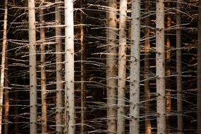 abstract background bark branch