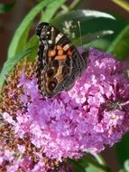 butterfly on a pink spring flower