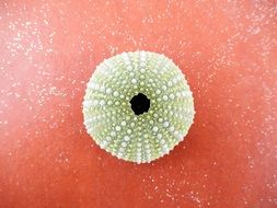 sea urchin echinoidea shell green